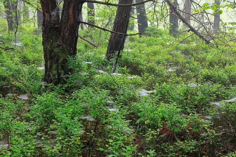 Blueberry bushes (Vaccinium myrtillus), pine, pine family (Pinaceae), spider webs, forest, Eulenbruck, Pfrunger-Burgweiler Ried. Baden-Württemberg, Germany, Europe
