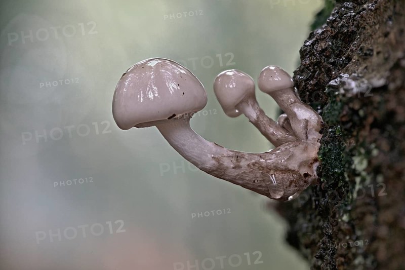 Porcelain fungi (Oudemansiella mucida), Emsland, Lower Saxony, Germany, Europe