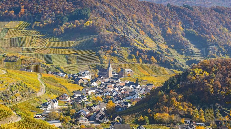 Vineyards in autumn, Mayschoß with parish church, red wine growing region Ahrtal, red wine of the Pinot Noir and Portugieser grape is grown here, Eifel, Rhineland-Palatinate, Germany, Europe