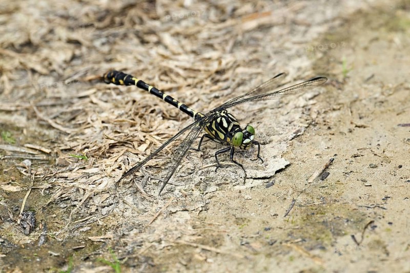 Green-eyed hook-tailed dragonfly (Onychogomphus forcipatus), on the ground, Canton Aargau, Switzerland, Europe