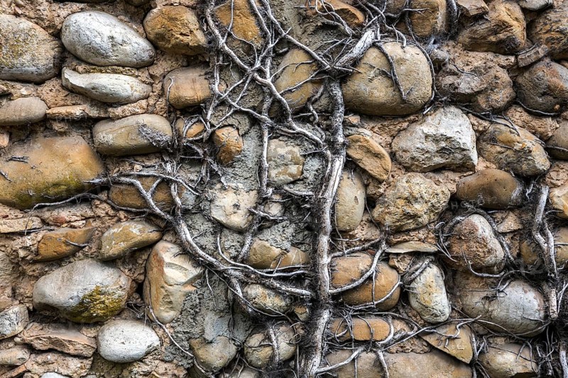 Dead ivy on a wall of pebbles, Provence, France, Europe