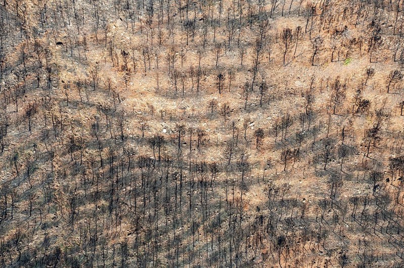 Burned Stone or Umbrella Pines (Pinus pinea) after a forest fire, aerial view, drone shot, Sierra Bermeja, Málaga Province, Andalusia, Spain, Europe