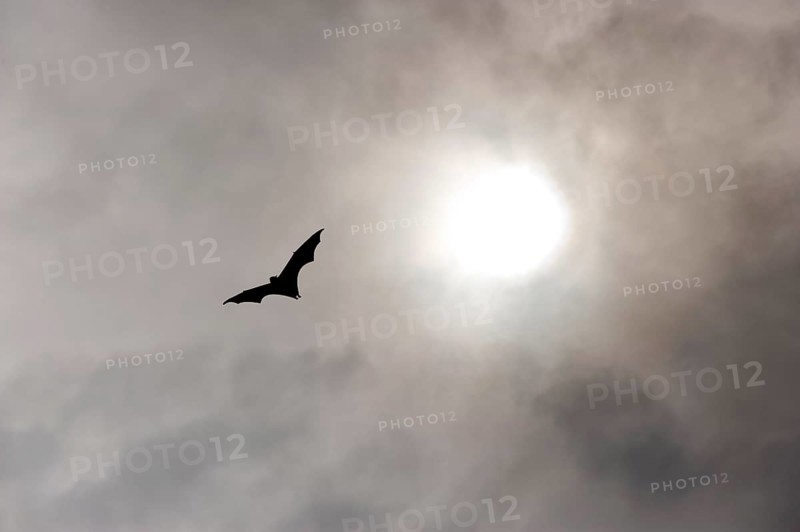 Megabats, flying fox (Pteropodidae), bat, fauna, scary, vampire, horror, film, horror film, about Cairns, Queensland, Australia, Oceania