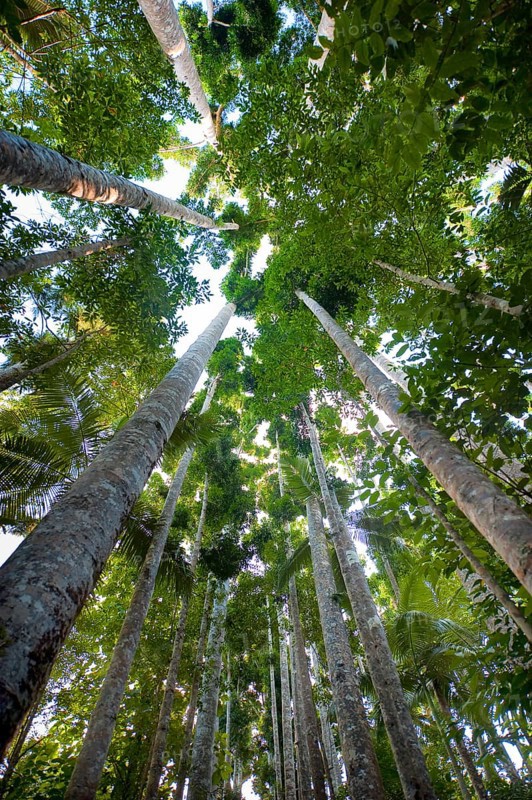 Kauri (Agathis australis), rainforest, forest, tree, tropics, tropical, Paronella Park, Innisfail, Queensland, Australia, Oceania