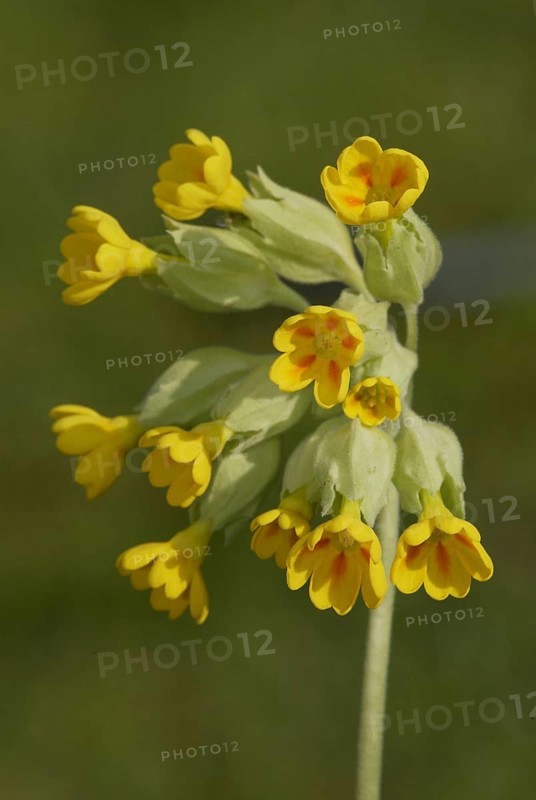 Cowslip (Primula veris)