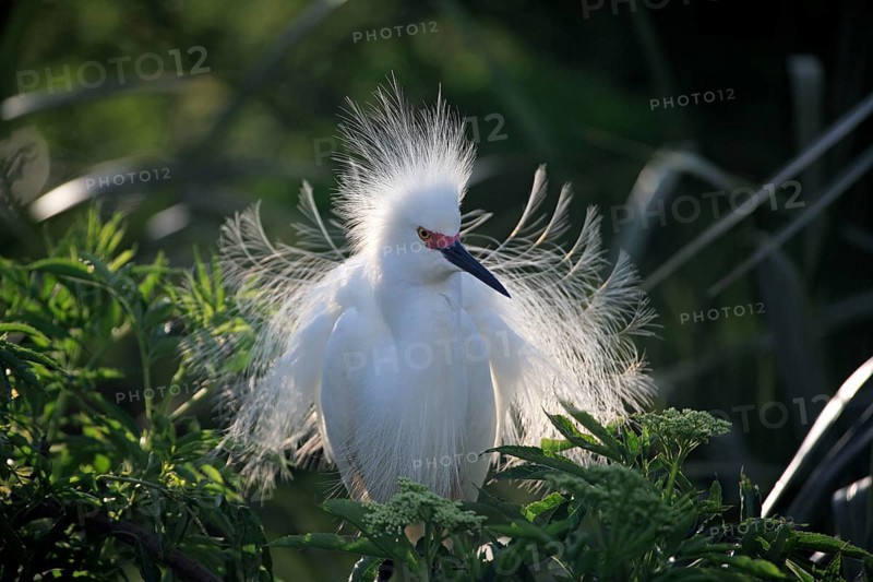 Snowy Egret (Egretta thula), Florida, USA, heron, North America