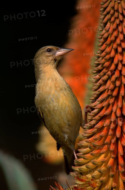 African southern masked weaver (Ploceus velatus), female, Addo Elephant National Park, South_Africa, Masked Weaver, South Africa, Africa