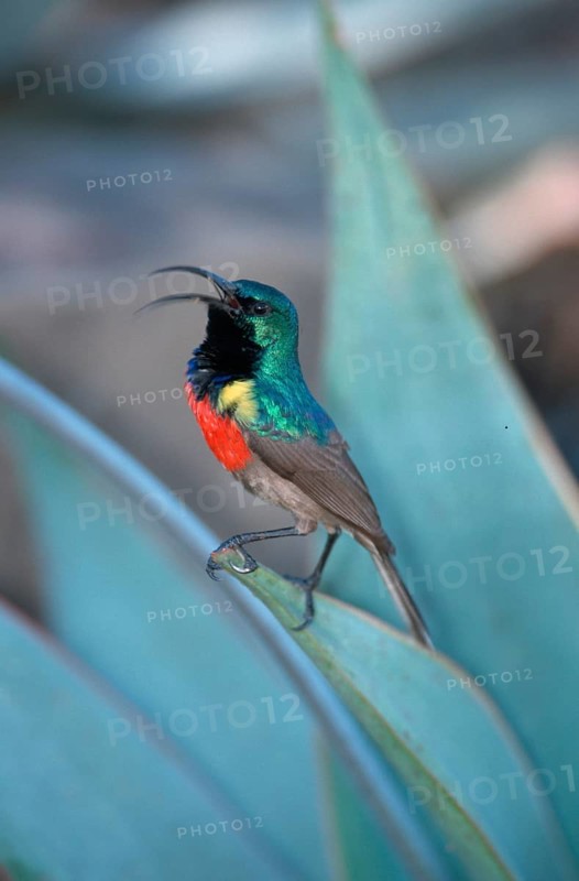 Great Collared Sunbird, male, Addo Elephant National Park, South Africa (Nactarinia afra), Double-banded Sunbird, Northern Collared Sunbird, animals, bird, birds, outside, outdoors, side, vertical, adult, communication, calling, colourful, sitting