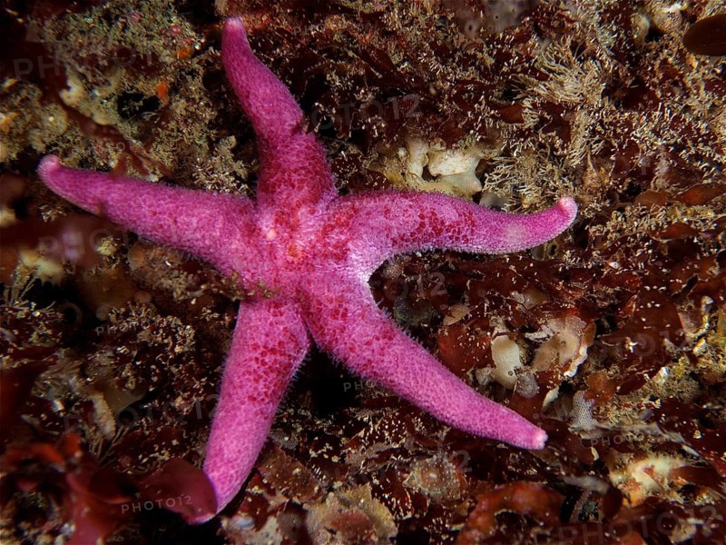 Bloody Henry Starfish (Henricia), dive site Maharees Islands, Castlegregory, Co. Kerry, Irish Sea, North Atlantic, Ireland, Europe