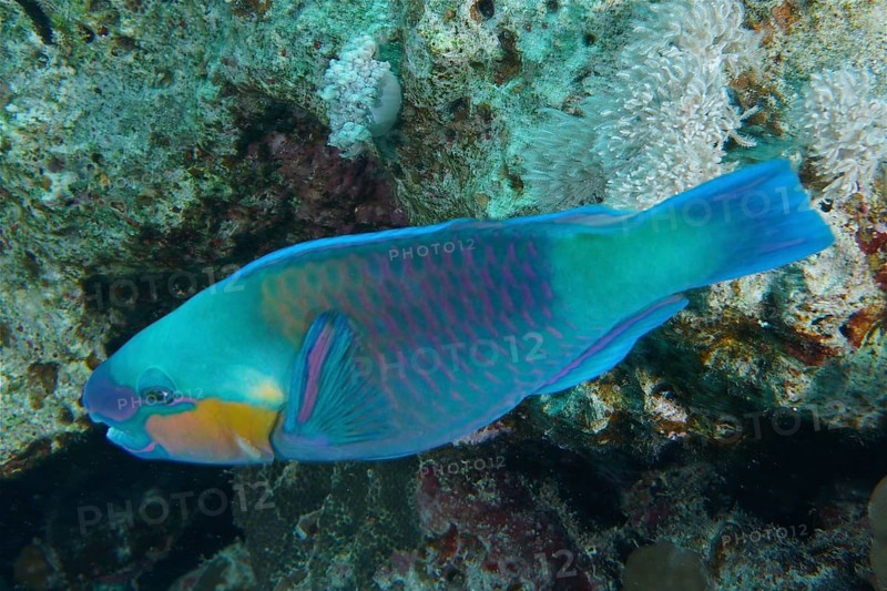 Bullethead parrotfish (Chlorurus sordidus), Dive Site Small Gifton Reef, Hurghada, Egypt, Red Sea, Africa