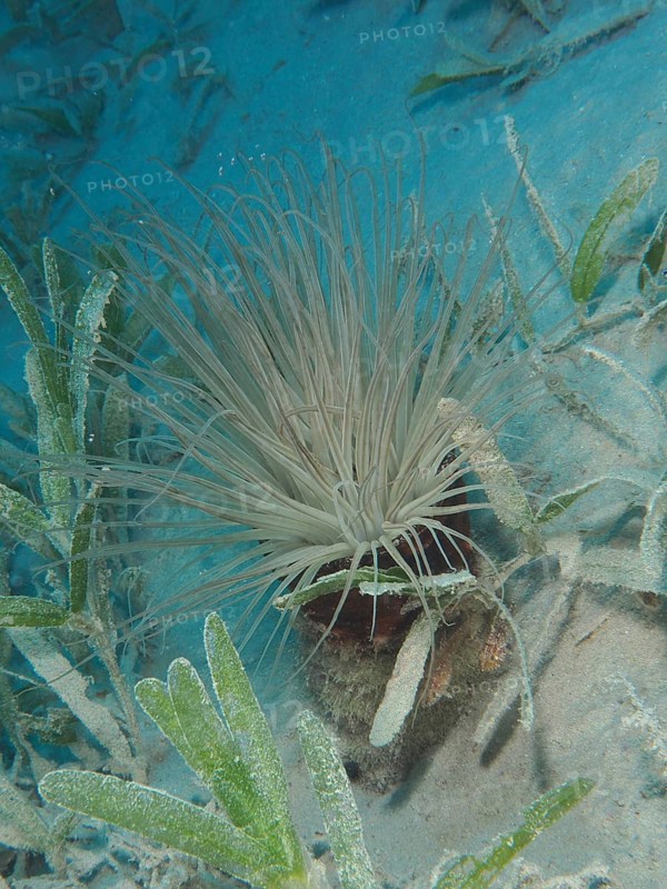 Tube-dwelling anemone (Cerianthus), Dive Site House Reef, Mangrove Bay, El Quesir, Red Sea, Egypt, Africa