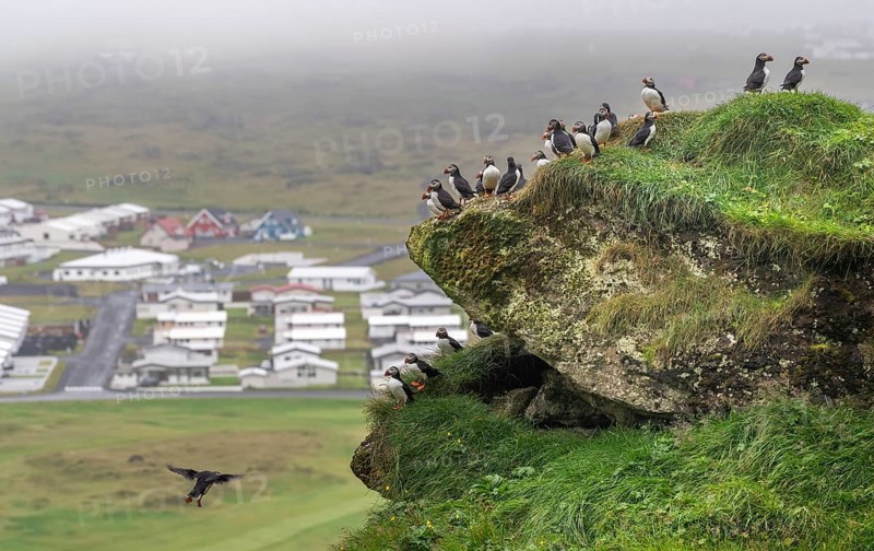 Puffin (Fratercula arctica) sitting on a grassy rock, Heimaey Island, Westman Islands, Vestmannaeyjar, Suðurland or South Iceland, Iceland, Europe