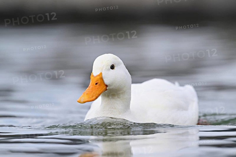 Mallard (Anas platyrhynchos), albino, swimming, Switzerland, Europe