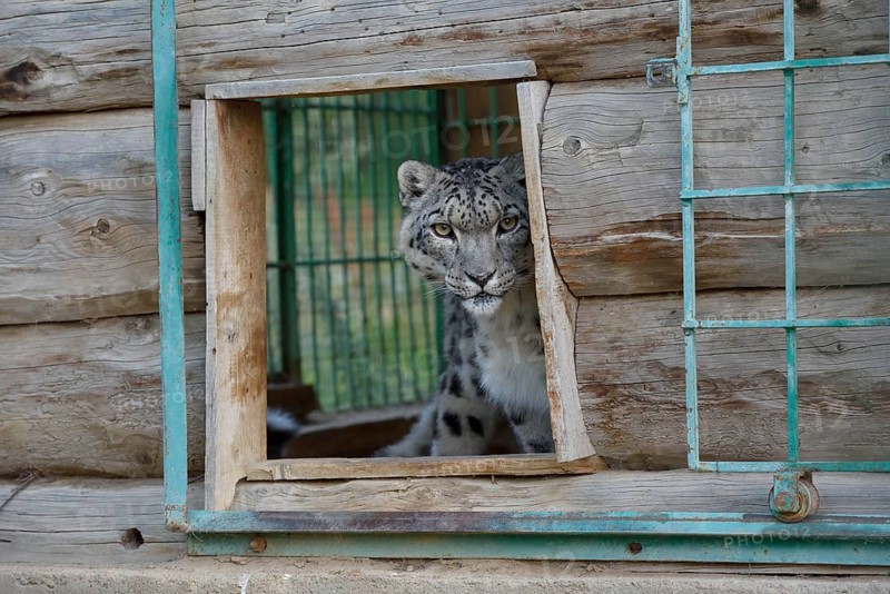 Snow leopard (Panthera uncia), captive, reception station of the German Nature Conservation Association, near Ananjevo, Kyrgyzstan, Asia