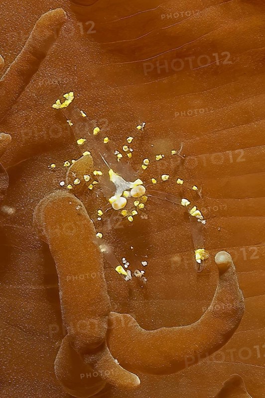 Extreme close-up of shrimp Disc anemone shrimp (Pliopontonia furtiva) sitting on disc anemone (Rhodactis) Disc anemone, Pacific Ocean, Halmahera, Moluccas, Indonesia, Asia