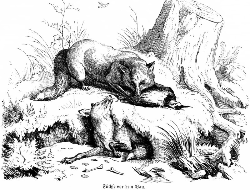 Two foxes in front of the den, Hubertus hunting and hunting scenes, wild animals, cave, tree stump, earth, grass, prey, bird, mouth, nature, historical illustration around 1860