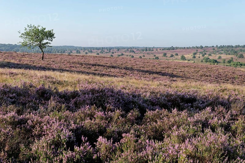 Heath blossom in the heath around the Wümmeberg in the Lüneburg Heath nature reserve. Niederhaverbeck, Lower Saxony, Germany, Europe