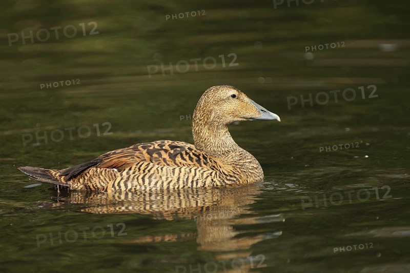 Common Eider (Somateria mollissima), female, swimming, diving ducks, diving duck, Aythyinae, duck birds (Anatidae), duck bird, goose birds, water birds (Anseriformes), waterfowl, goose bird, bird, animal, vertebrate, captive
