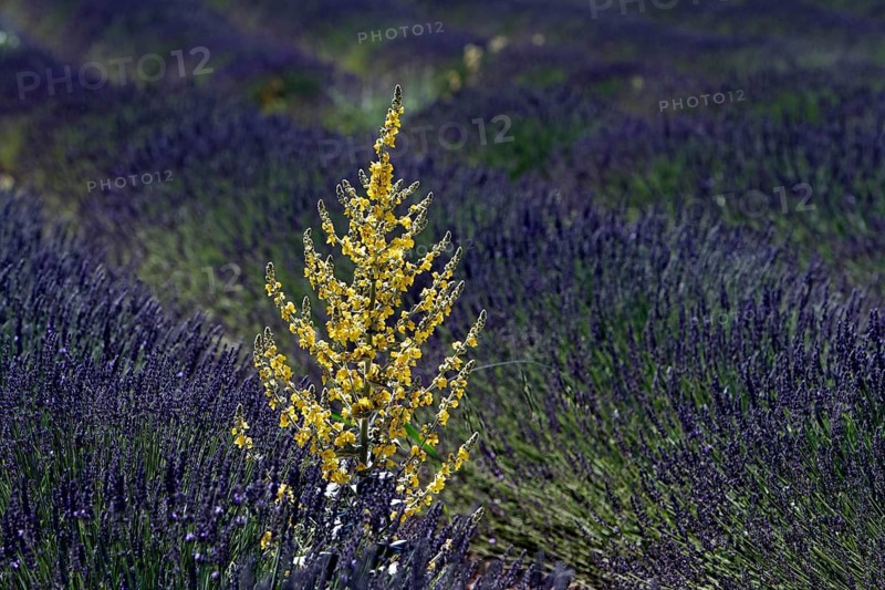 Mullein in a lavender field, Provence, France, Europe