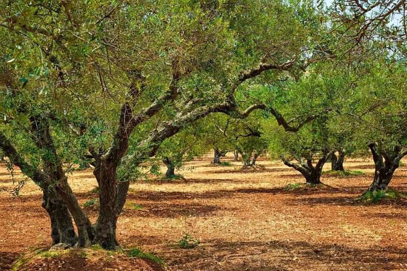 Olive trees (Olea europaea) grove in Crete, Greece for olive oil production. Horizontal camera pan