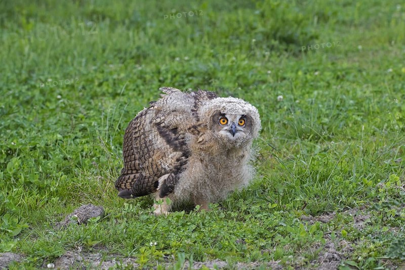 Eurasian eagle-owl (Bubo bubo), young European eagle-owl owlet sitting exposed on the ground in grassland, meadow in spring
