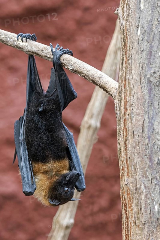 Lyle's flying fox (Pteropus lylei) native to Cambodia, Thailand and Vietnam hanging upside down from branch with hind feet