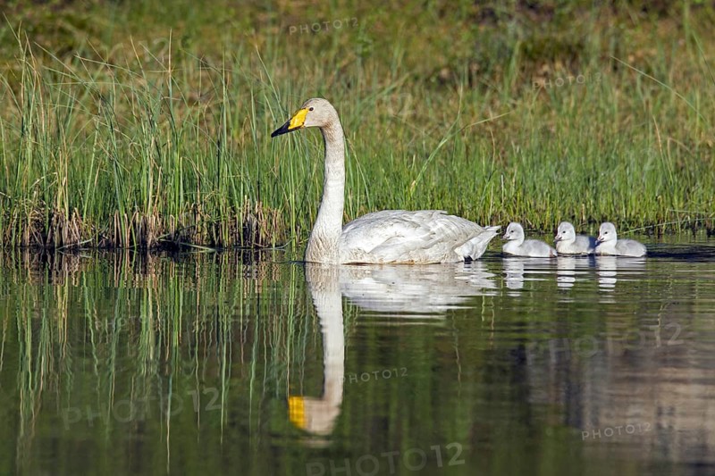 Whooper swan (Cygnus cygnus) adult swimming in lake with cygnets in spring in Scandinavia