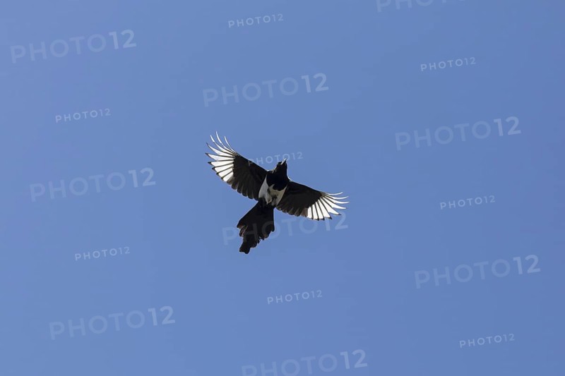 Eurasian magpie (Pica pica), common magpie in flight against blue sky