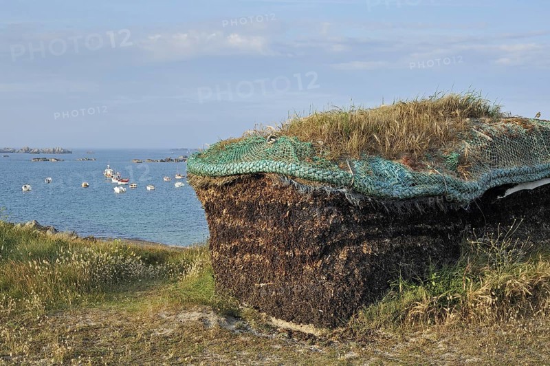 Pile of harvested seaweed, drying to gain soda for the production of iodine, Menez Ham, Brittany, France, Europe