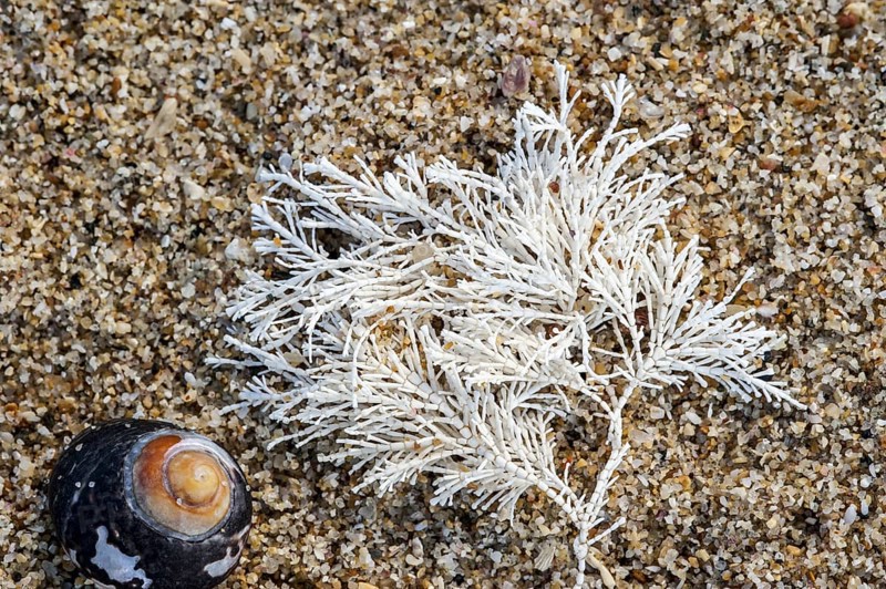 Common Coral Weed, Coralweed (Corallina officinalis) washed ashore on beach