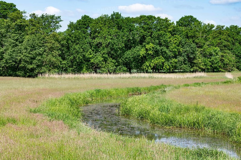 River Aller, Allertal nature reserve between Wolfsburg and Gifhorn, Lower Saxony, Germany, Europe