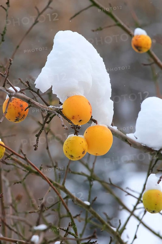 Winter, apple tree, Germany, Europe