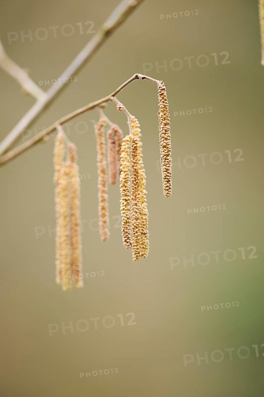 Common hazel (Corylus avellana) mal catkins, detail, Upper Palatinate, Bavaria, Germany, Europe