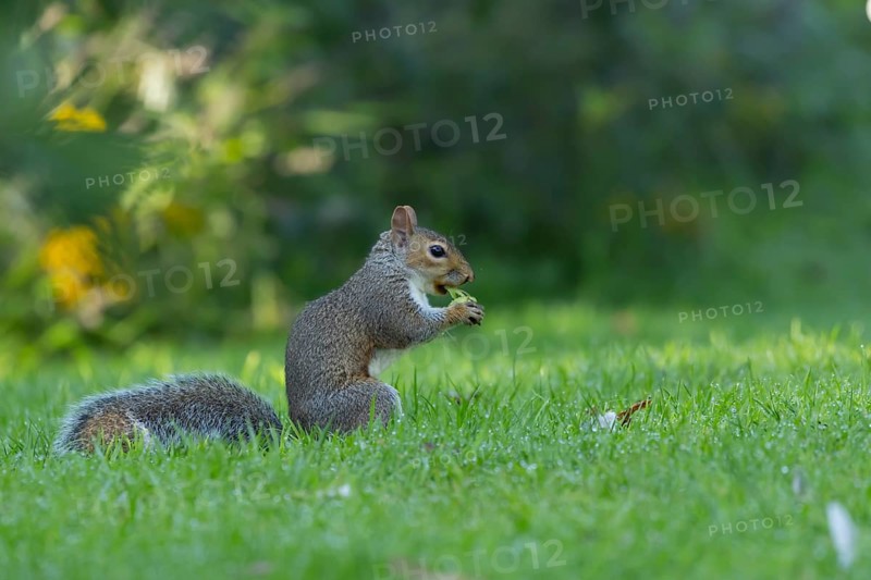 Grey squirrel (Sciurus carolinensis) adult animal feeding on a hazelnut on a garden lawn, Suffolk, England, United Kingdom, Europe