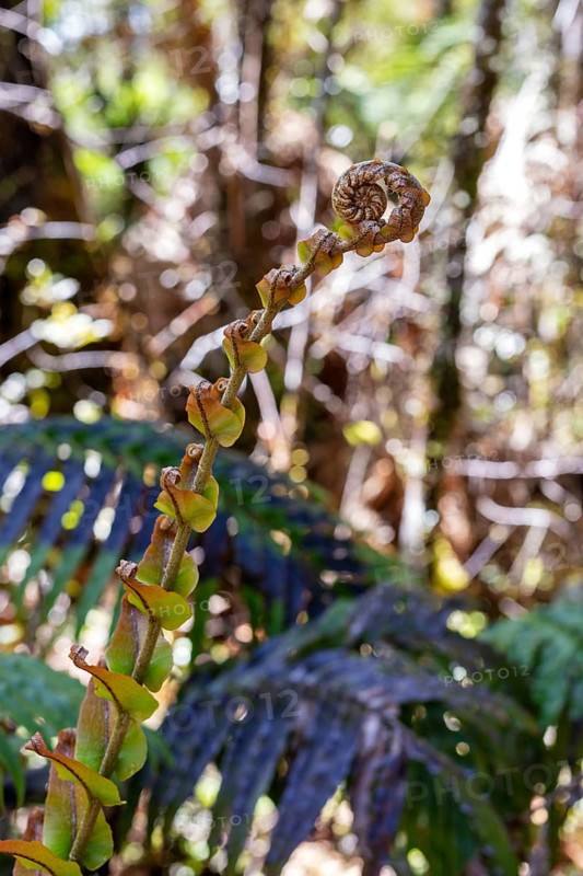 Silver tree fern (Cyathea dealbata), Lake Matheson Trail, New Zealand, Oceania