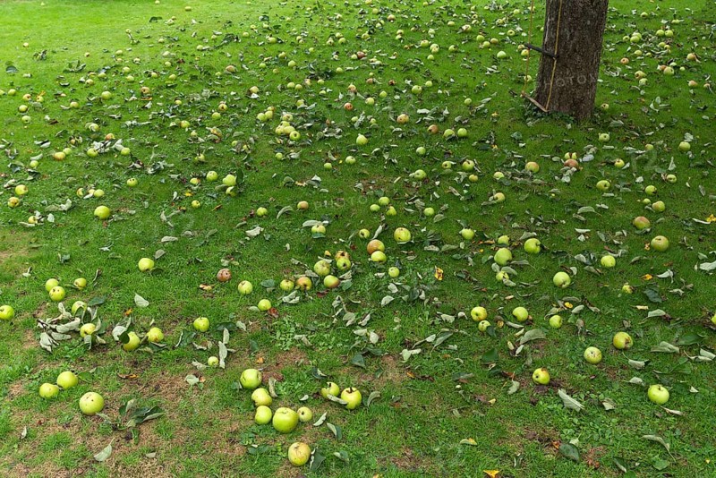Fallen fruit, apple tree (Malus) on the lawn, Bavaria, Germany, Europe