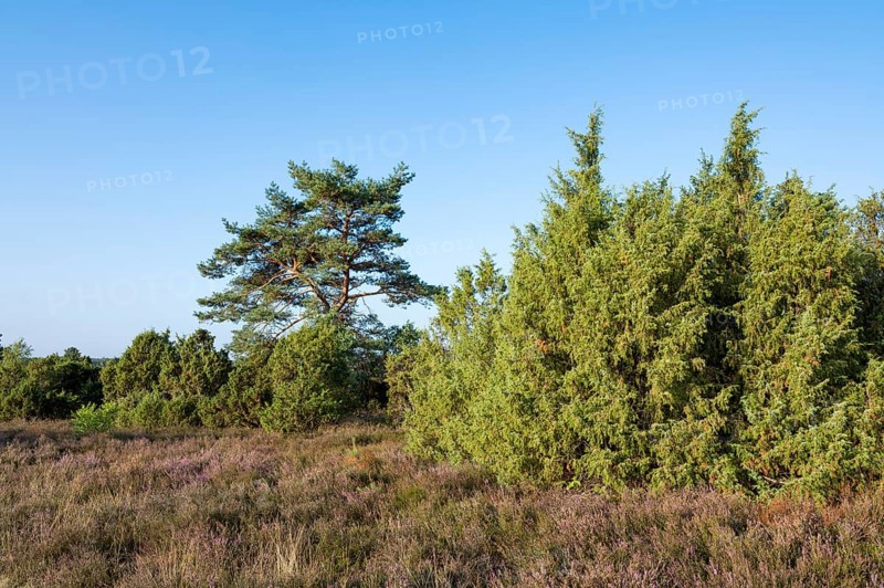 Heath landscape, flowering common heather (Calluna vulgaris), common juniper (Juniperus communis), common pine (Pinus sylvestris), Lüneburg Heath, Lower Saxony, Germany, Europe