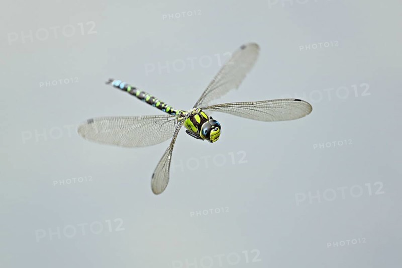 Emperor dragonfly (Anax imperator), in flight, Selger Moor, Canton Zurich, Switzerland, Europe
