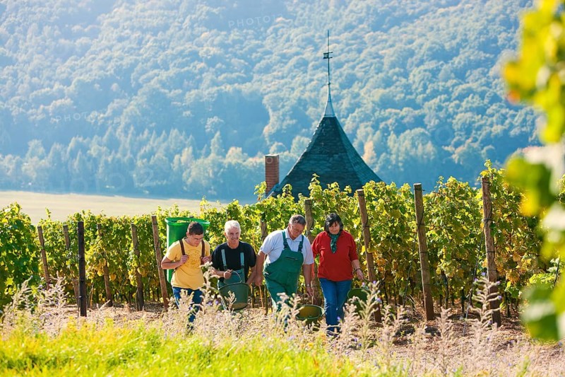 Not far from the Boselspitze, leaning towards the Elbe, is the vineyard known as the Rote Presse. The ochre-coloured vineyard cottage with the pointed roof, also known as the Swallow's Nest, is visible from afar