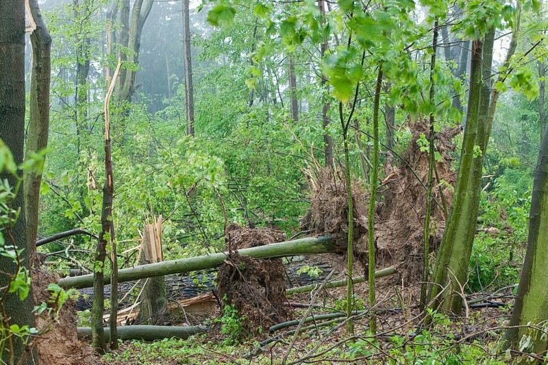 Seifersdorf valley, tornado damage