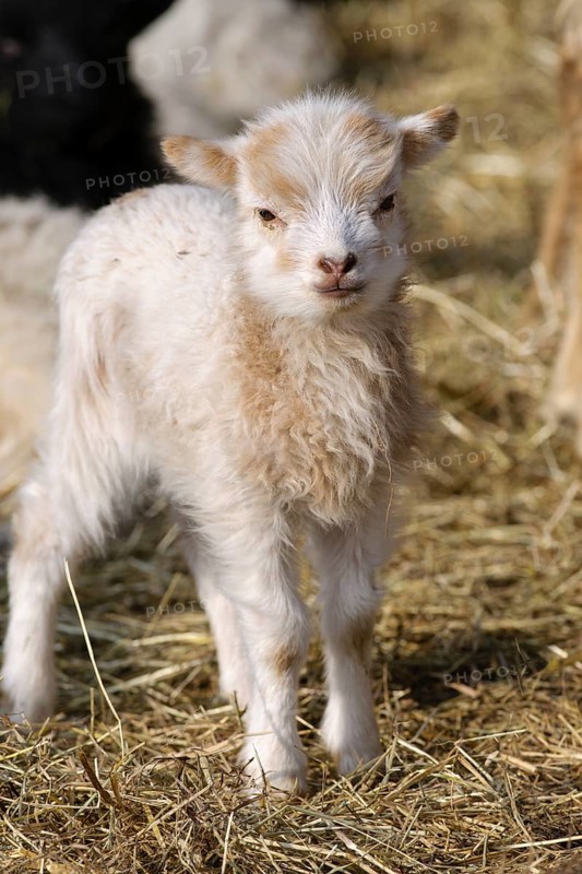 Skudde, lamb