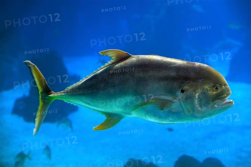 The crevalle jack, also known as the common jack, black-tailed trevally (Caranx hippos), couvalli jack, black cavalli, jack crevale, or yellow cavalli