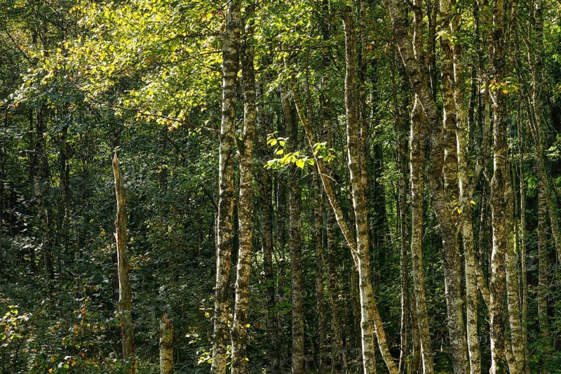 Abstract view of numerous moss-covered birch trunks in the forest, near Brot-Plamboz in the canton of Neuchâtel, Switzerland, Europe