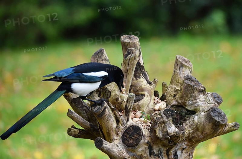 European magpie (Pica Pica) at the feeding place with birdseed and peanuts