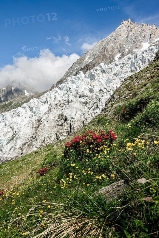Alpine flowers in front of glacier Glacier des Bossons, behind summit of Aiguille du Midi, Chamonix, Haute-Savoie, France, Europe