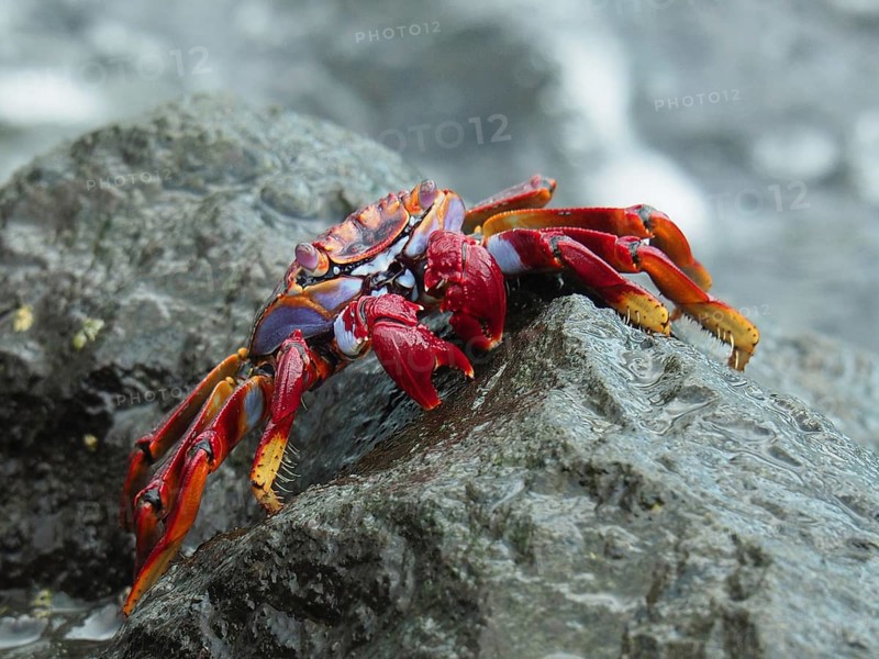 Red rock crab (Grapsus adscensionis) on rock. Puerto de Mogan, Gran Canaria, Spain, Atlantic Ocean, Europe