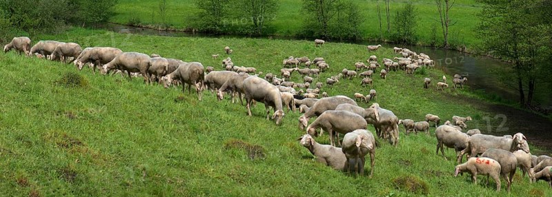 Grazing flock of sheep at the Trubach in the Trubach valley, Egloffstein, Upper Franconia, Bavaria, Germany, Europe