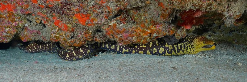 Fangtooth moray (Enchelycore anatina), Pasito Blanco reef dive site, Arguineguin, Gran Canaria, Spain, Atlantic Ocean, Europe