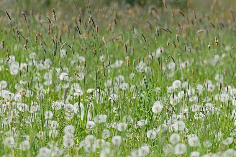 Meadow with sweet grass Meadow foxtail (Alopecurus pratensis), common dandelion (Taraxacum sect. Ruderalia) with fruiting plants, North Rhine-Westphalia, Germany, Europe