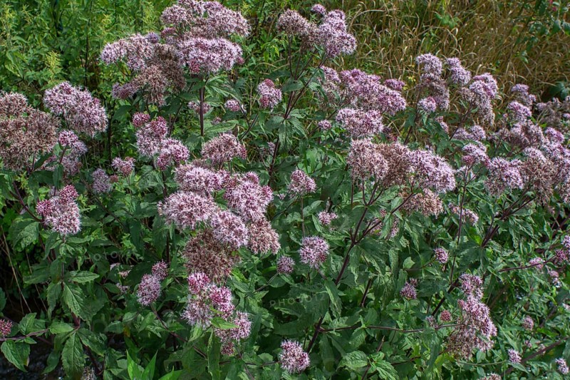 Common water astragal (Asteraceae), Bavaria, Germany, Europe